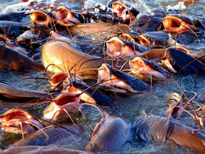 Catfish feed production formula and process details