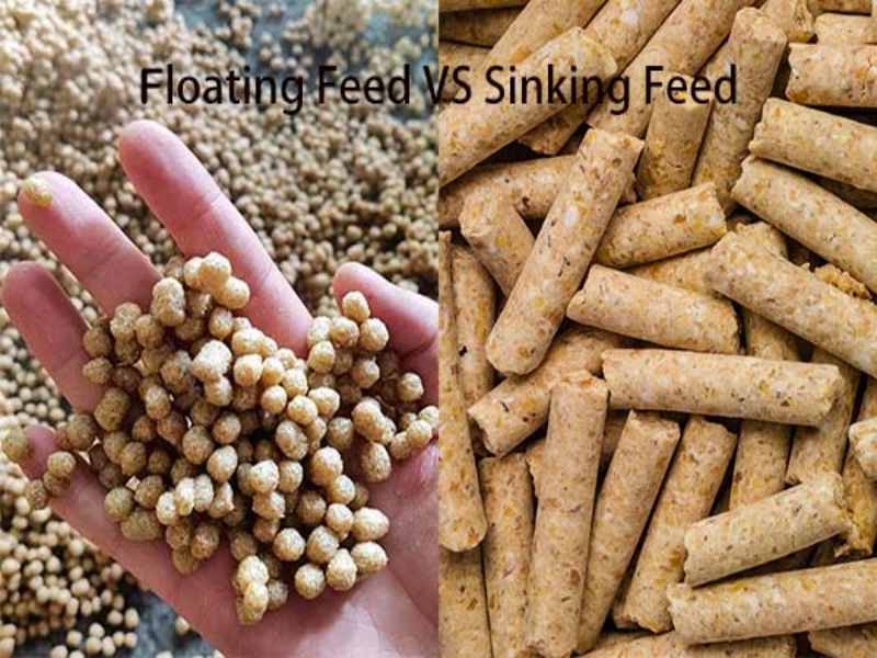 Floating or sinking fish feed pellet: Which one is better ?
