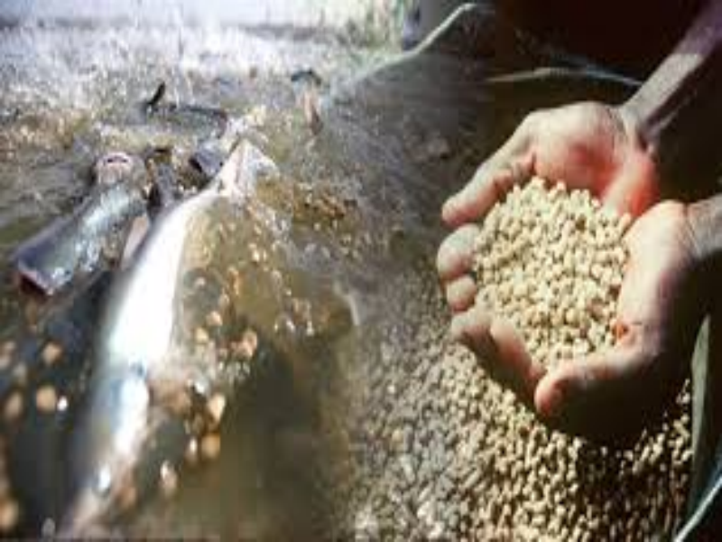 How to Make Floating Fish Feed？