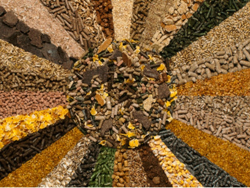 Local Raw Materials for Fish Feed in Nigeria